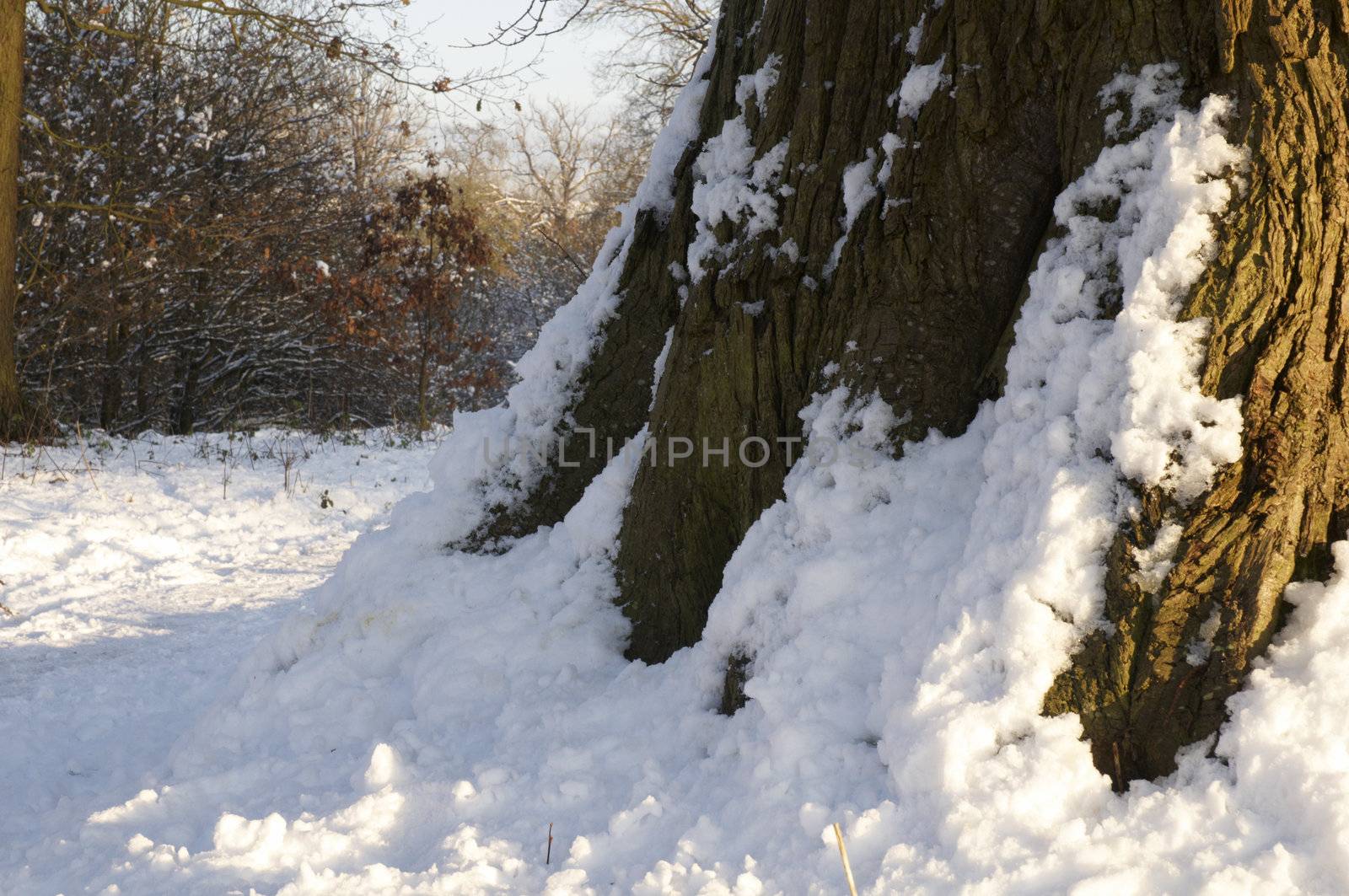 An oak tree in winter with snow on the trunk 
