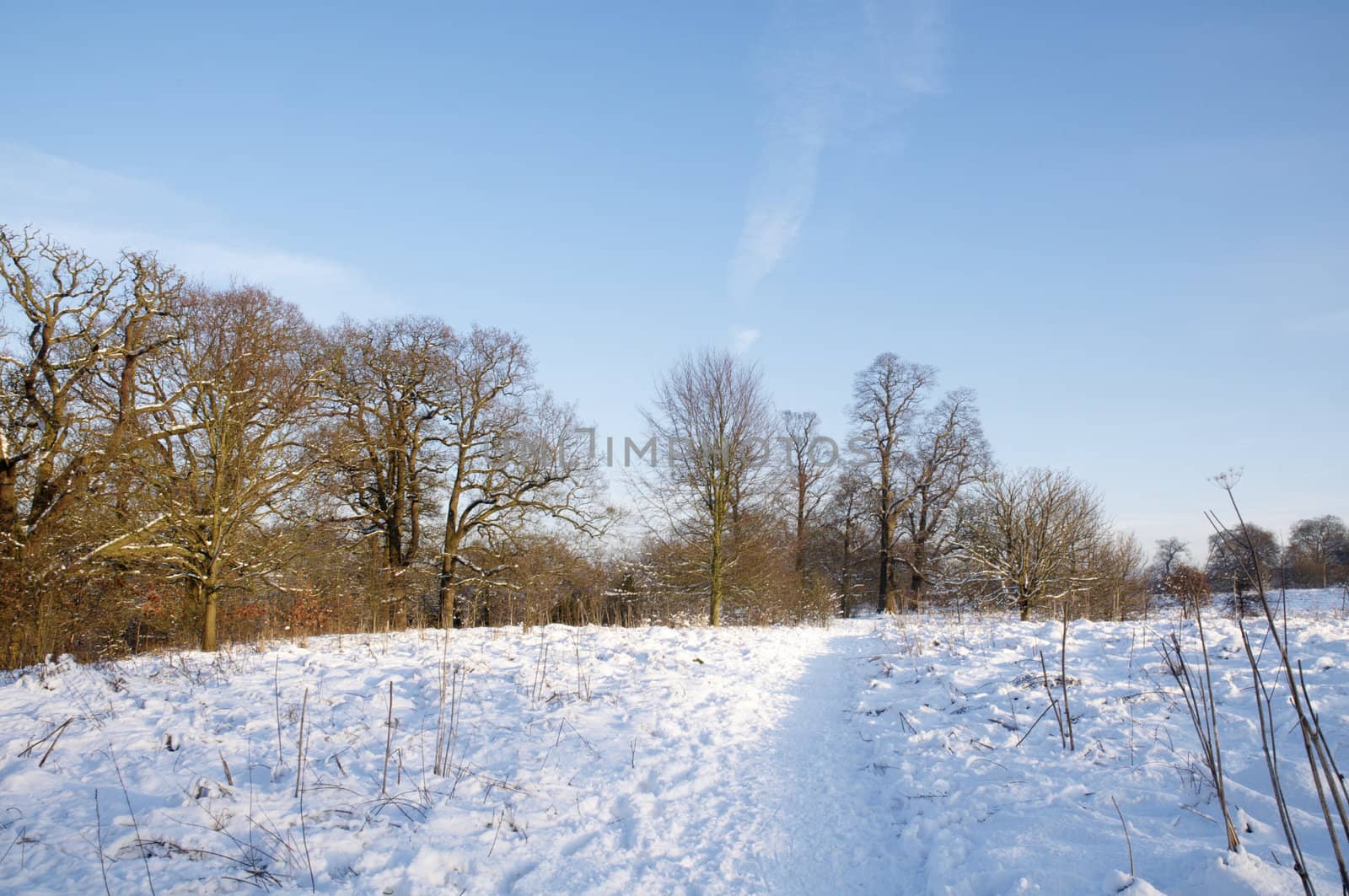 A footpath covered in snow with trees in the background