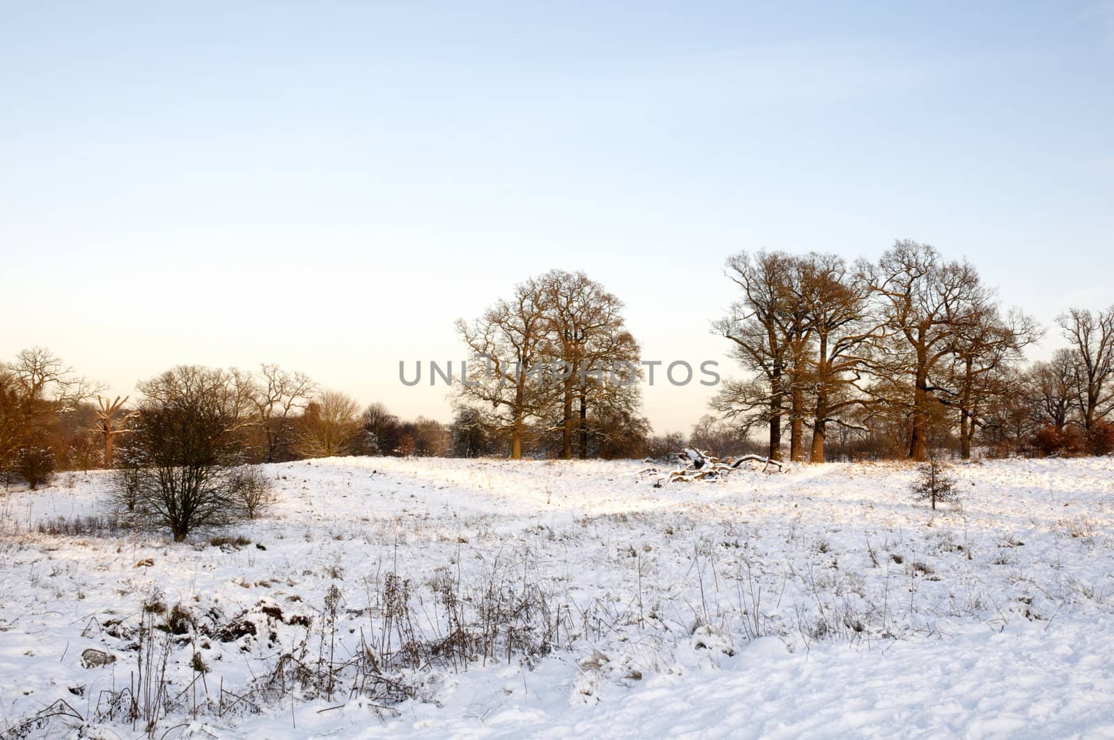 A view of a park covered in snow on the ground and trees