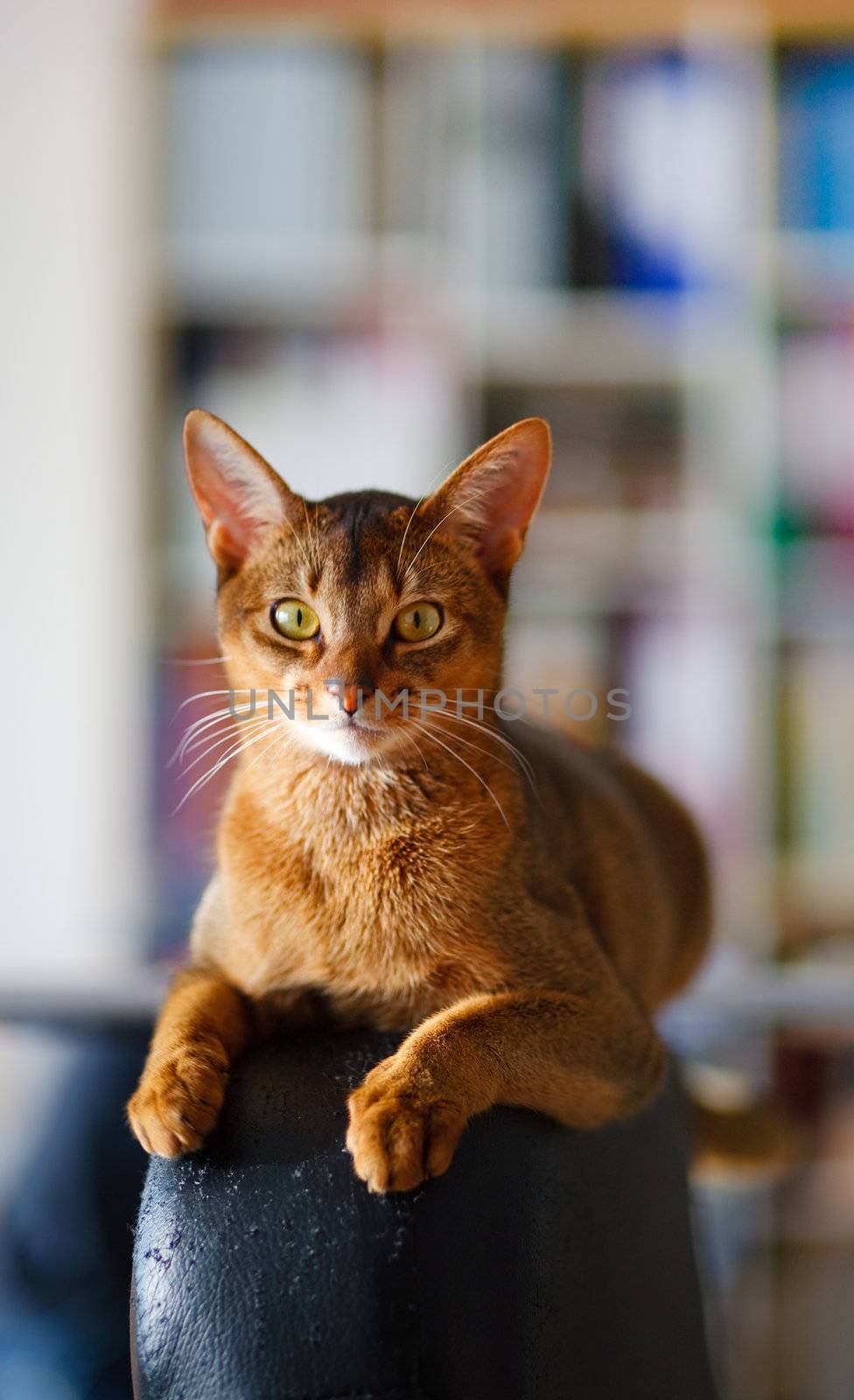 Abyssinian cat by anobis