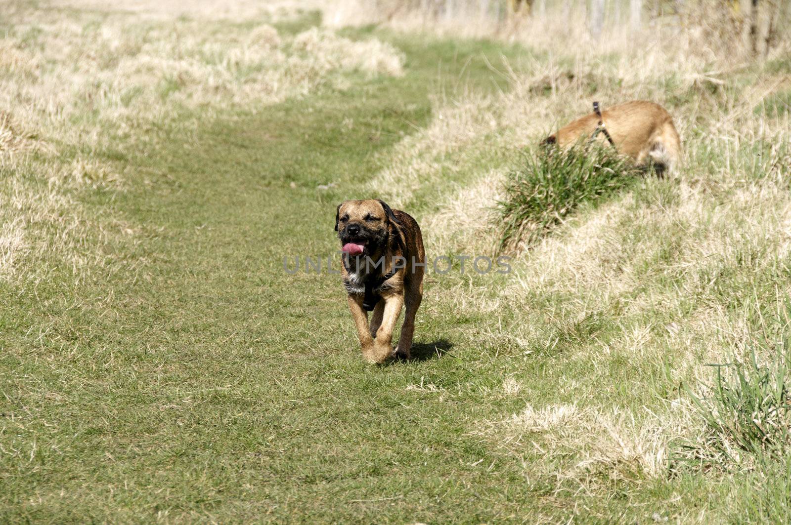 A border terrier running in the countryside