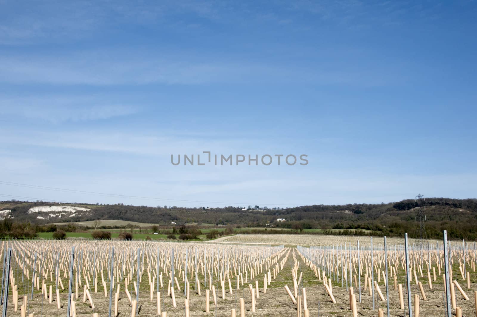 Rows of newley planted grape vines in Kent