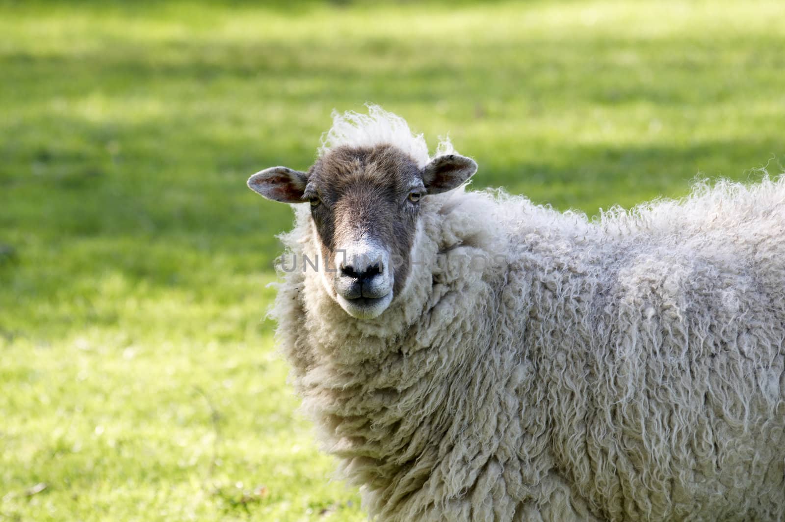 A sheep in a field in the sunshine