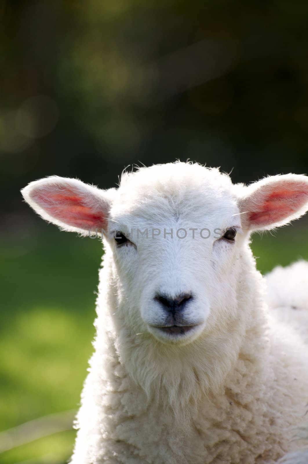 A lamb in a field in the sunshine