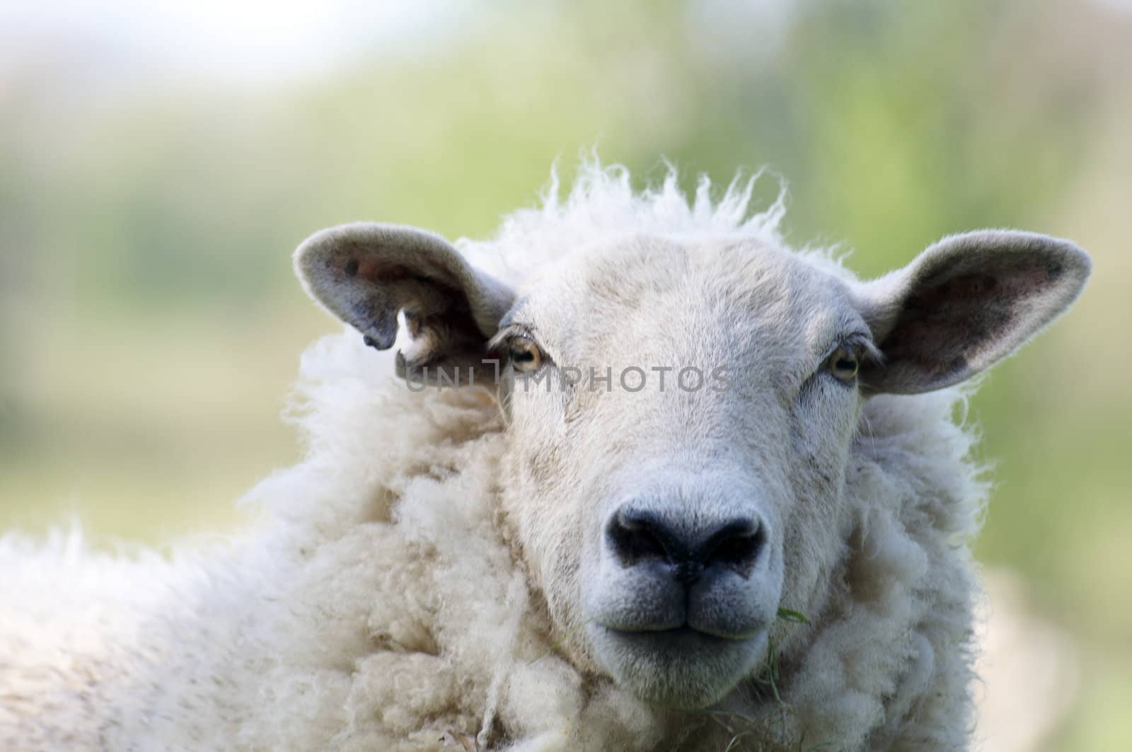 A sheep in a field in the sunshine