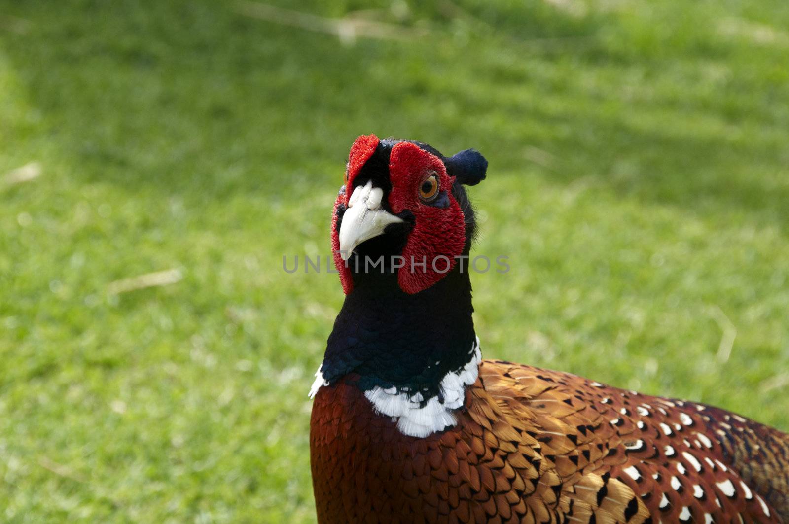 A Pheasant with grass in the background