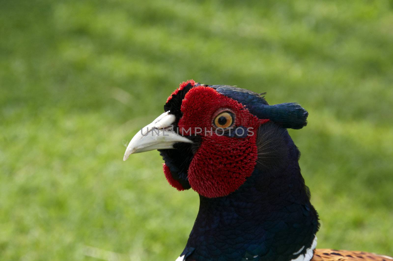 A Pheasant with grass in the background