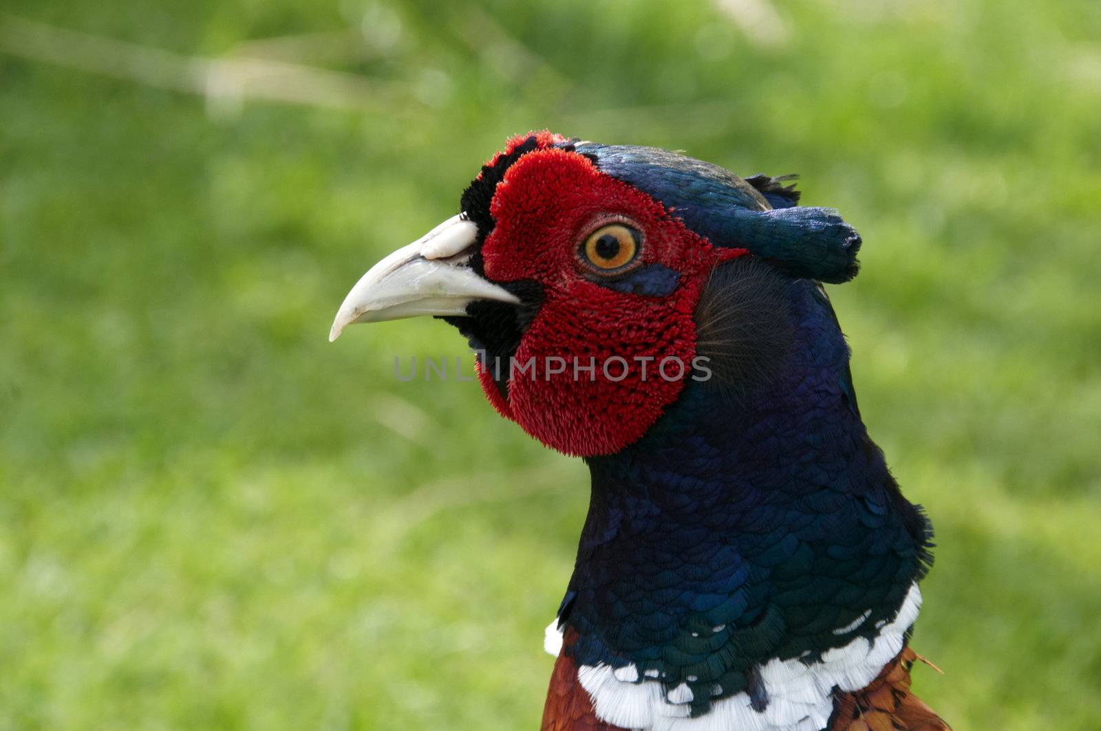 A Pheasant with grass in the background