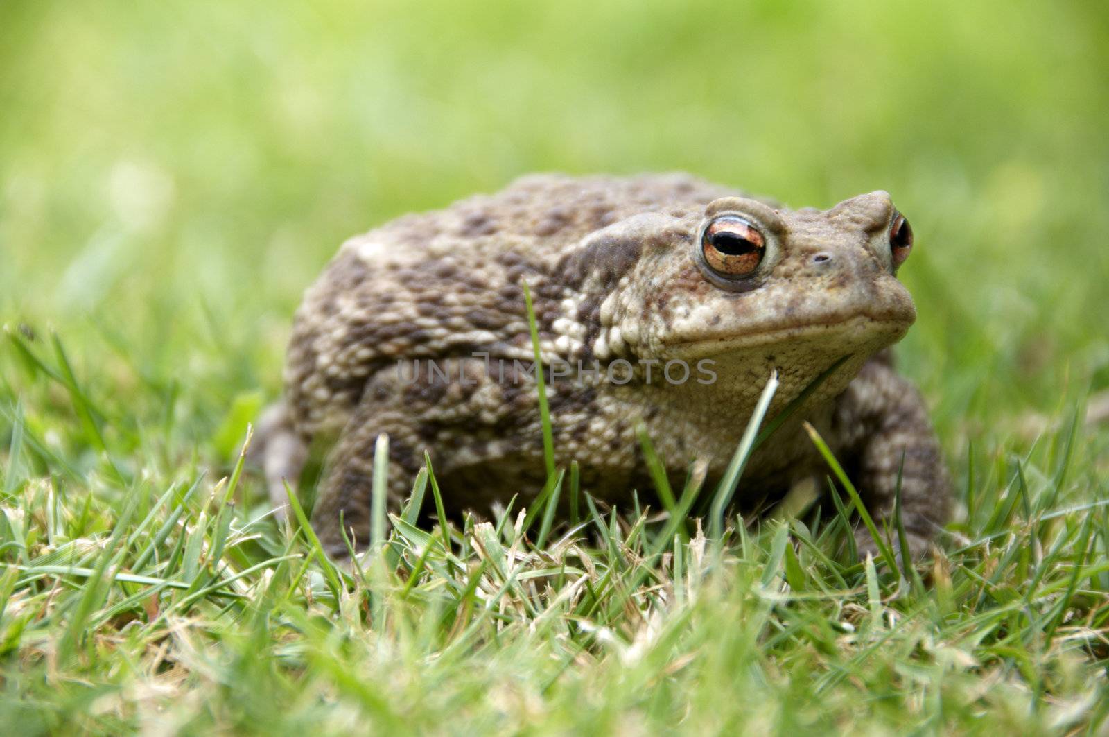 A brown frog siting in the grass