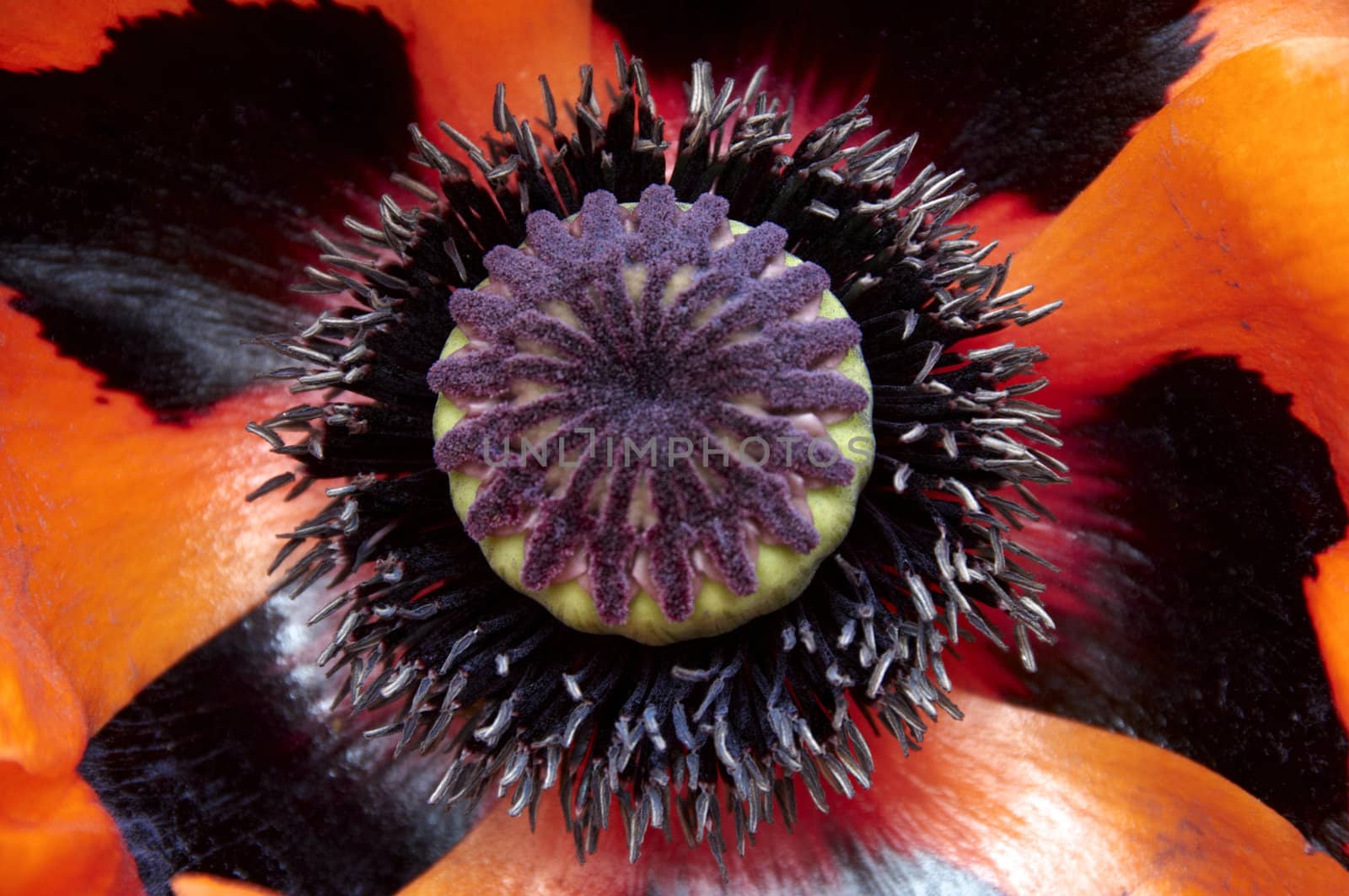 Detail of the inside of an orange poppy flower
