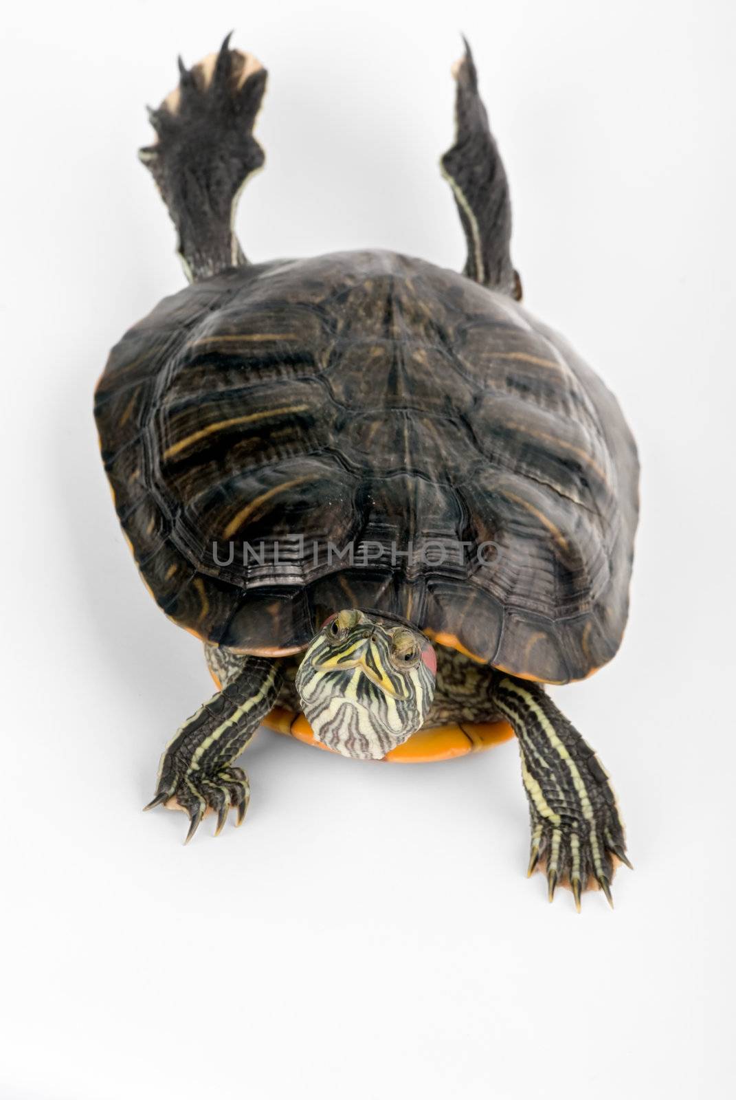 Turtle on white background by dgmata