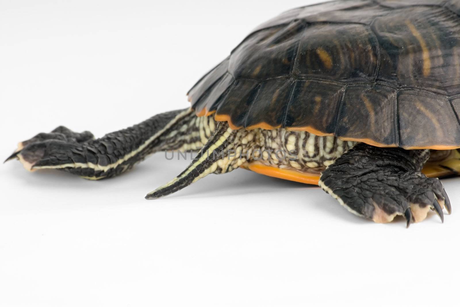 Turtle on a white background. See more in my portfolio