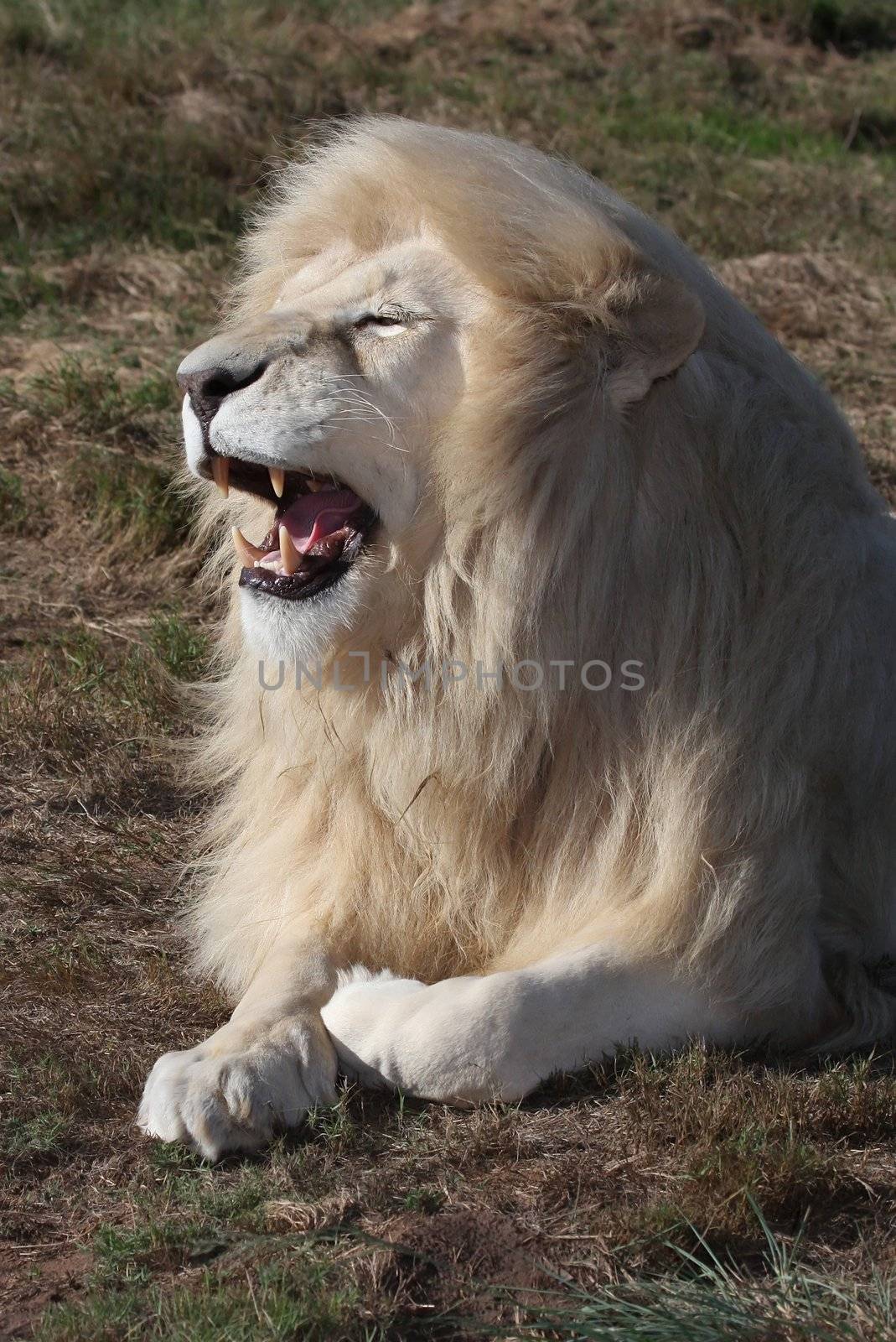 Huge male white lion with a big shaggy mane and open mouth
