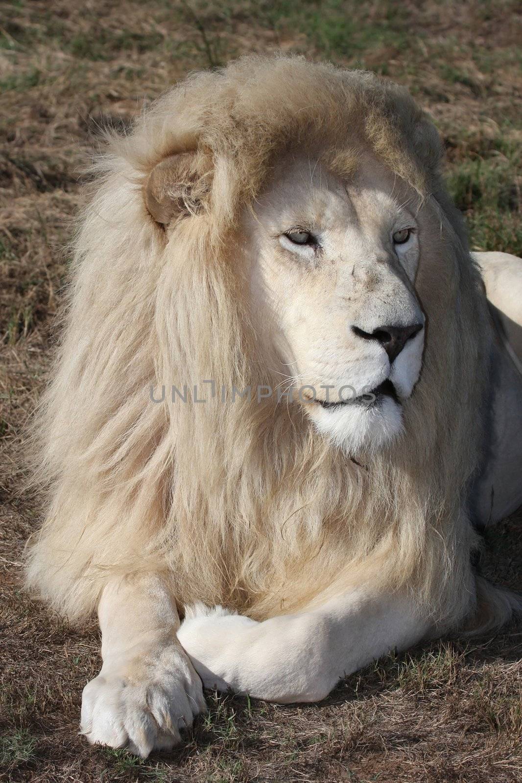 Huge male white lion with a big shaggy mane