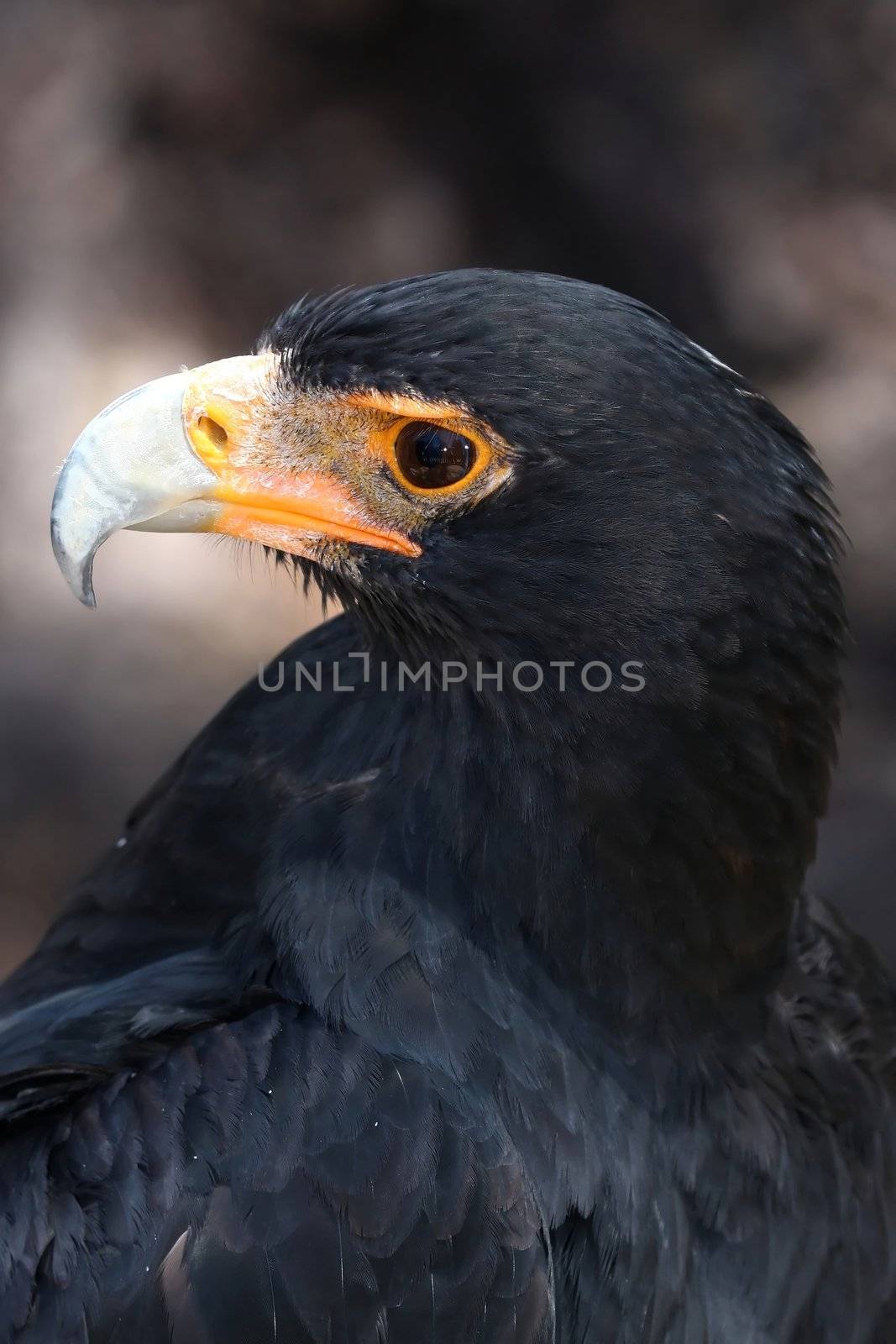 Portrait of a black eagle from Africa