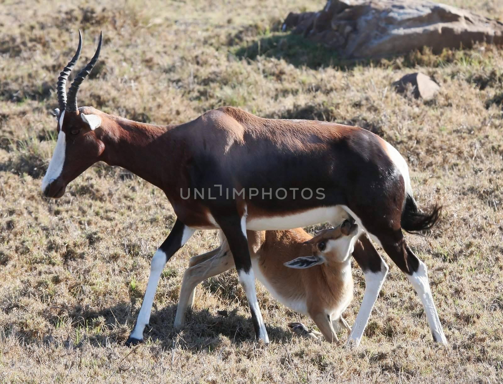 Baby bontebok antelope drinking from it's mother