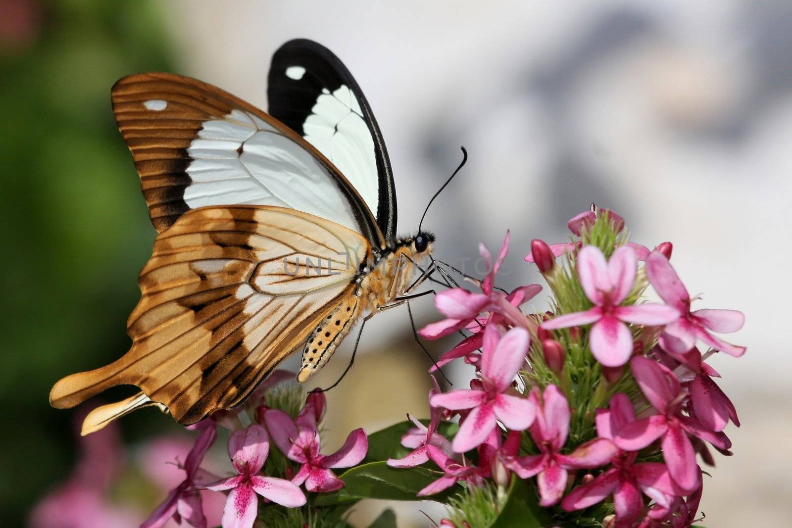 Brown and white swallowtail butterfly on pink flowers