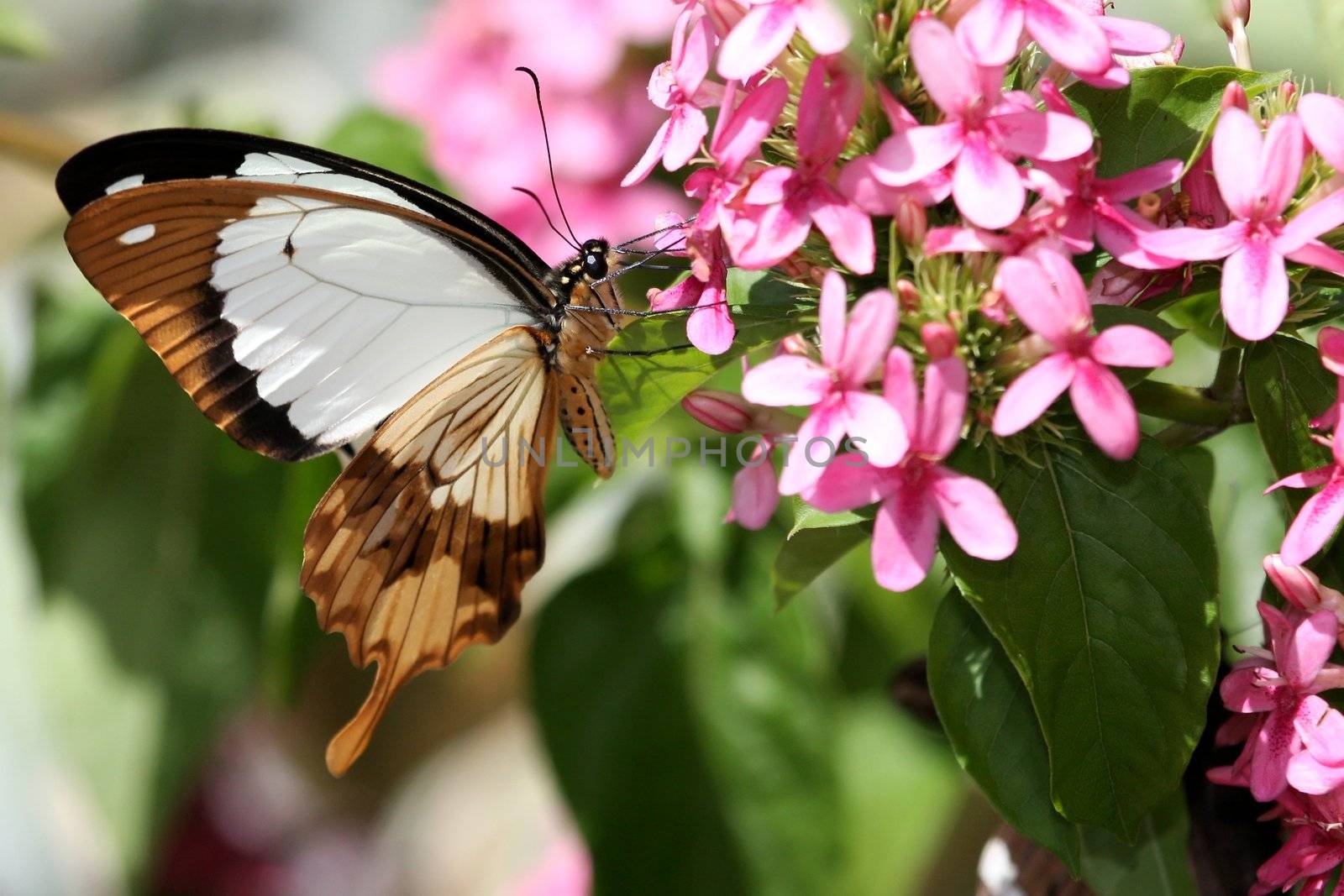 Brown and white swallowtail butterfly on pink flowers