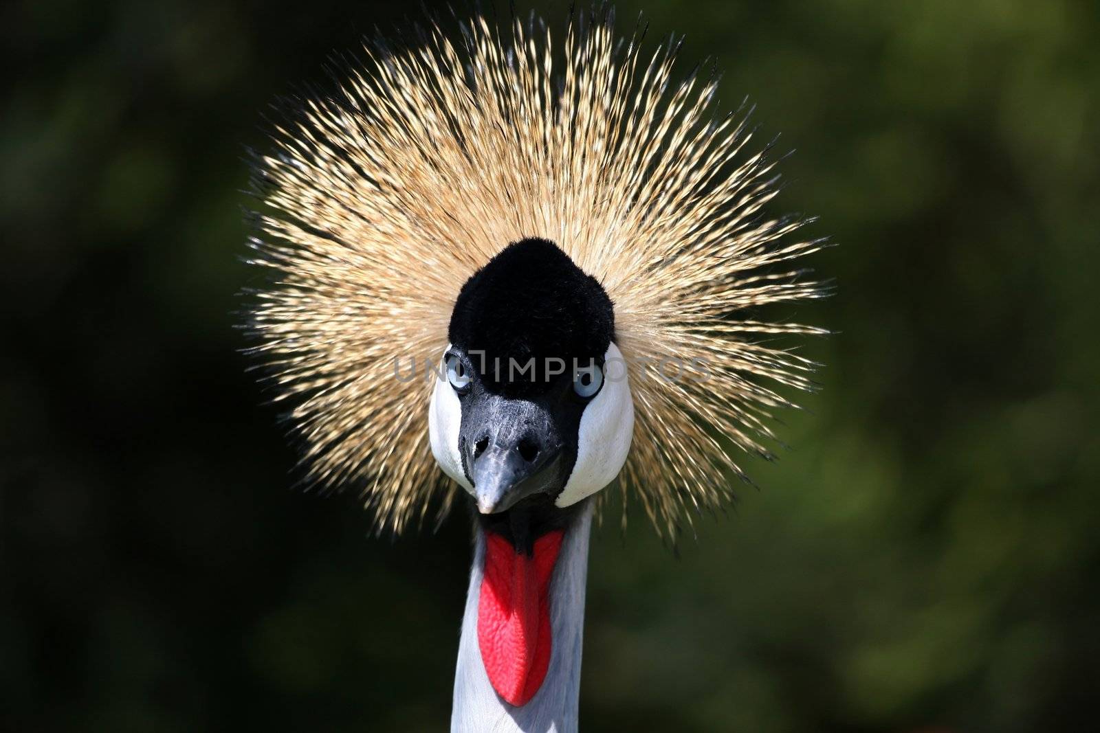 Beautiful crested crane bird with golden colored crest
