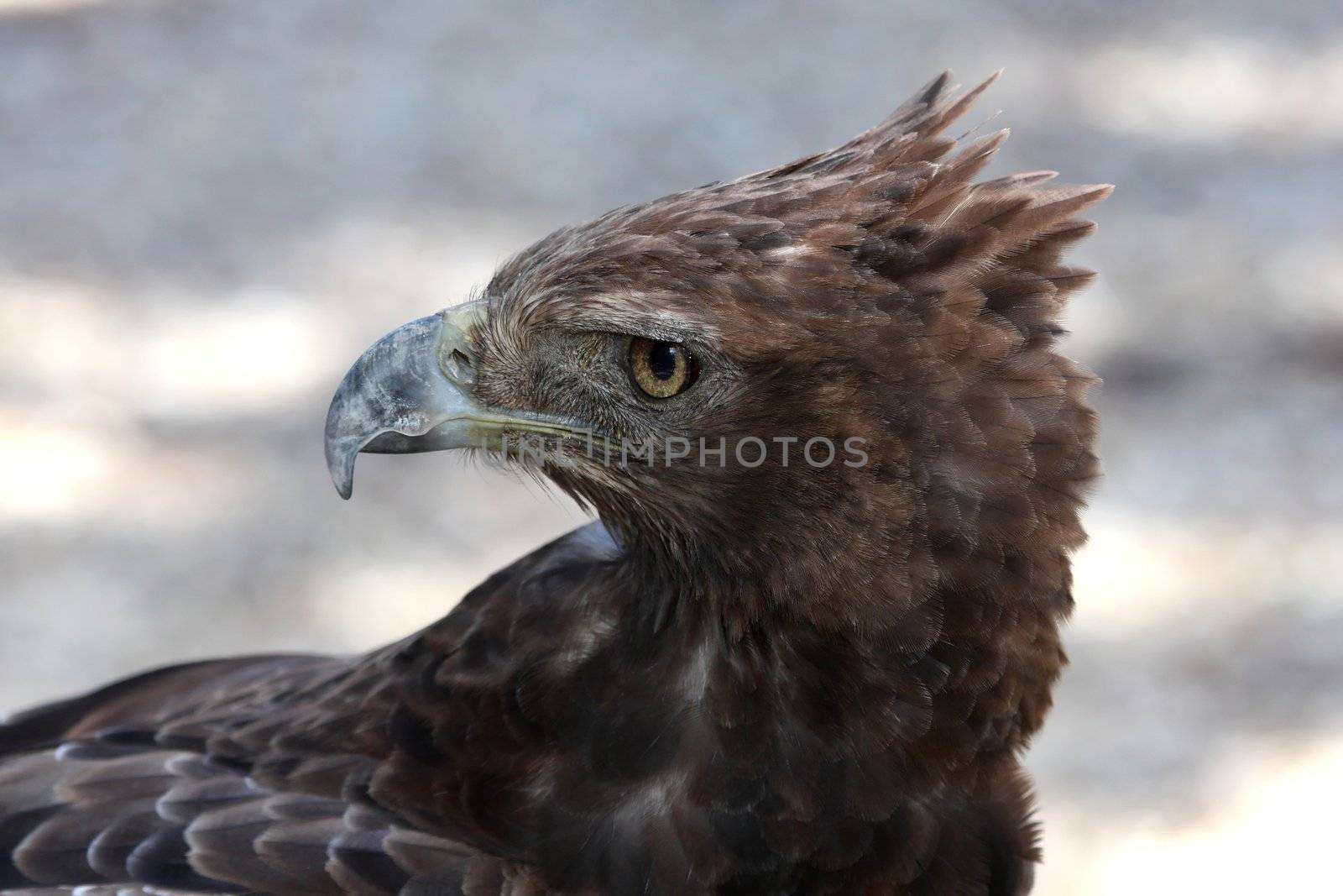 Crested Eagle by fouroaks
