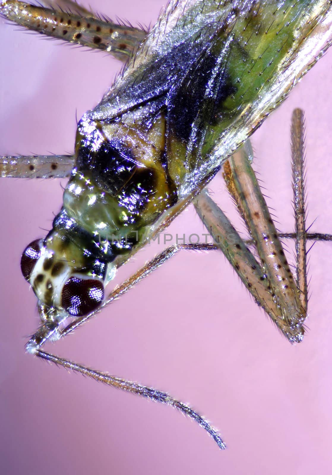 Micrographs of microscopic insects taken with a compound microscope at 100X.