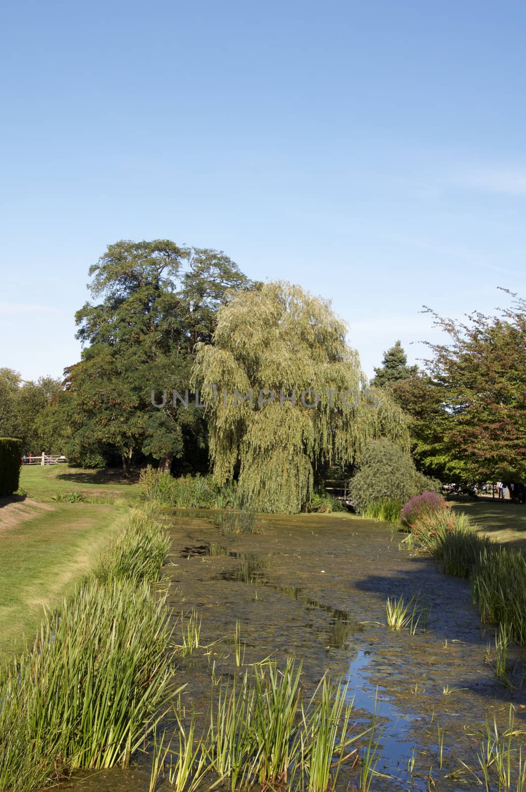 A stream in summer in the countryside