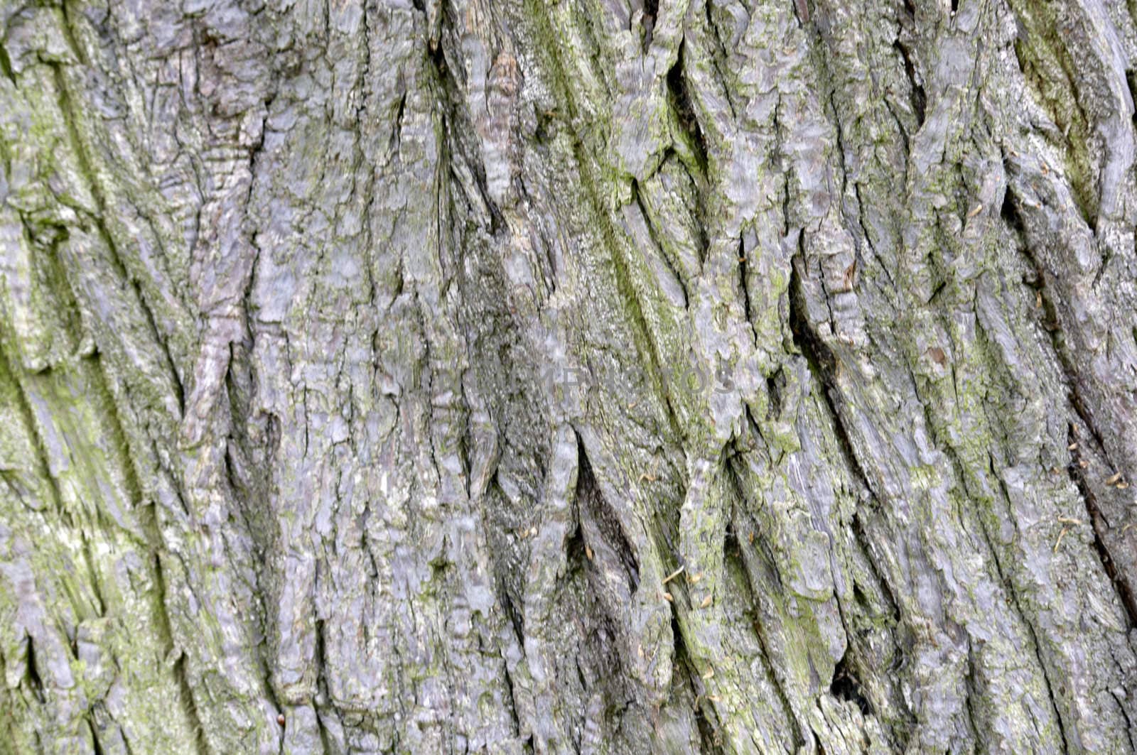 Close up detail of the texture on a tree trunk