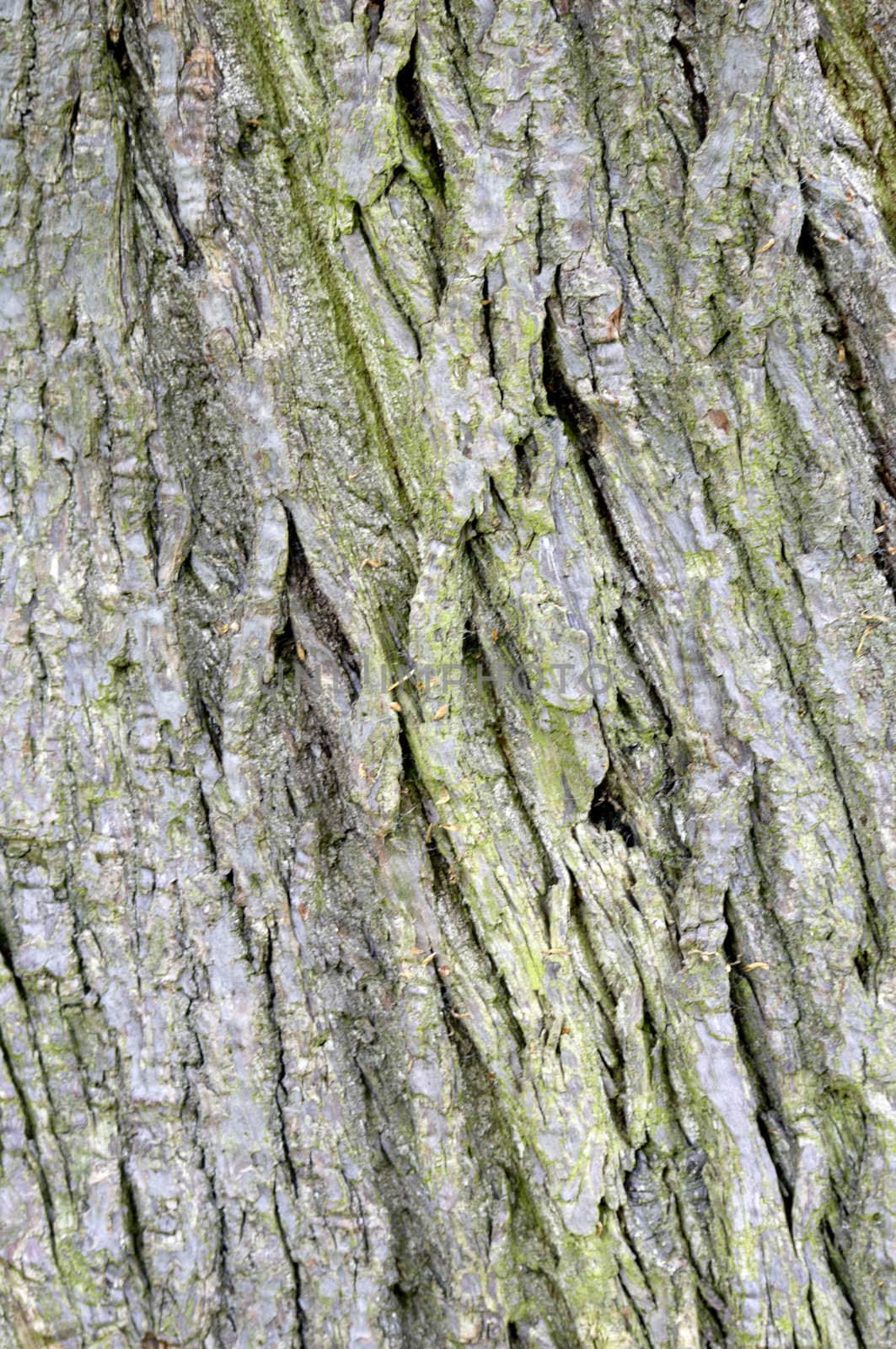 Close up detail of the texture on a tree trunk