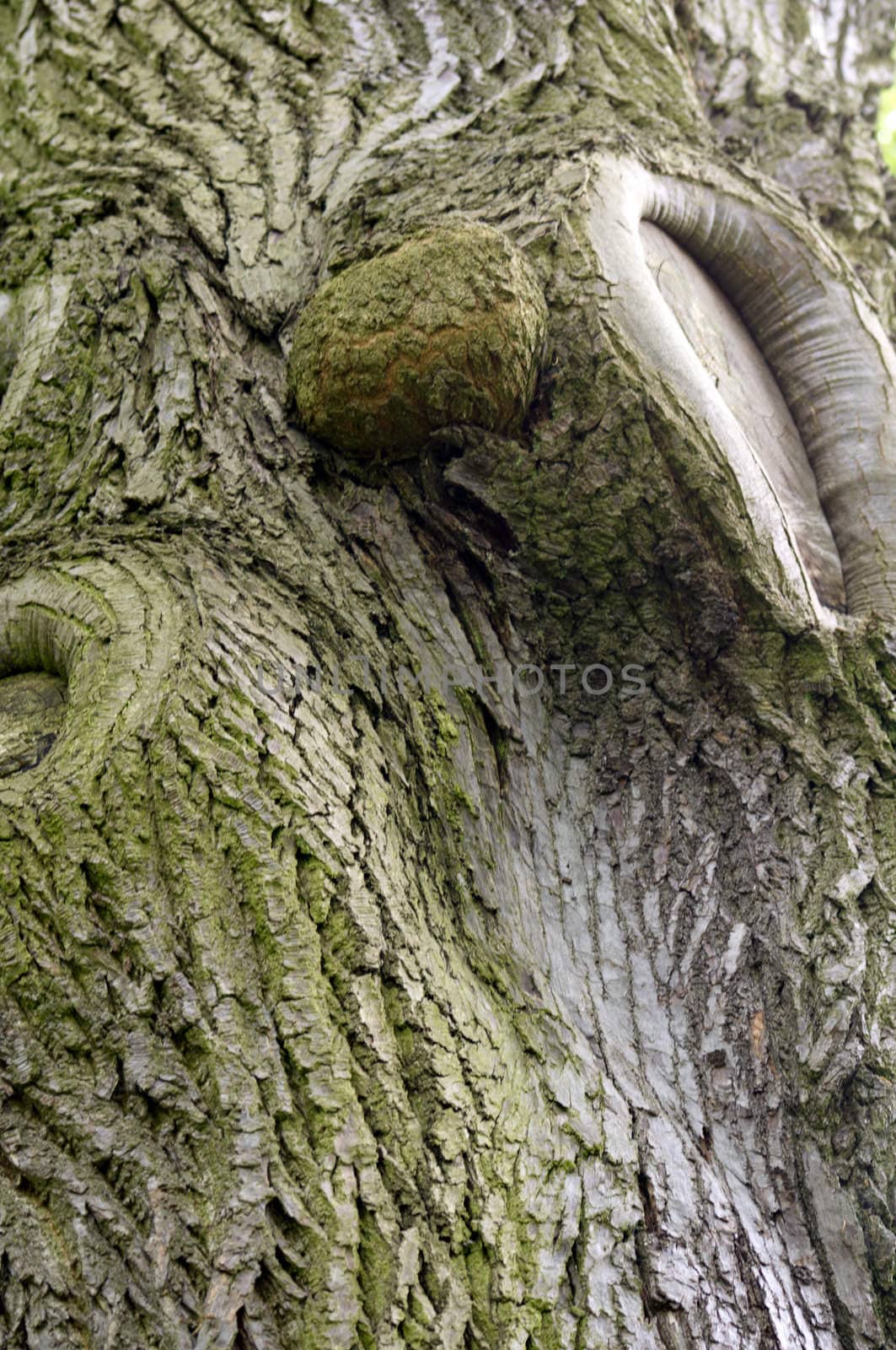 Close up detail of the texture on a tree trunk