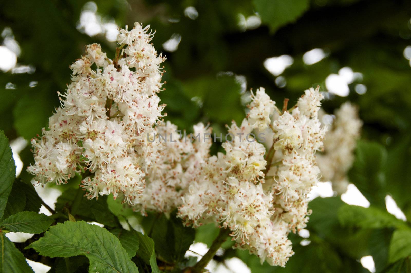 Horse chestnut  by mbtaichi