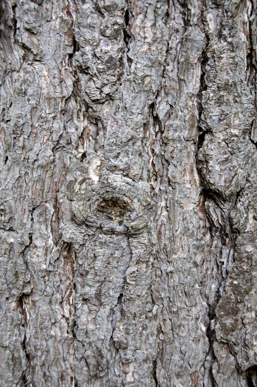 Close up detail of the texture on a tree trunk