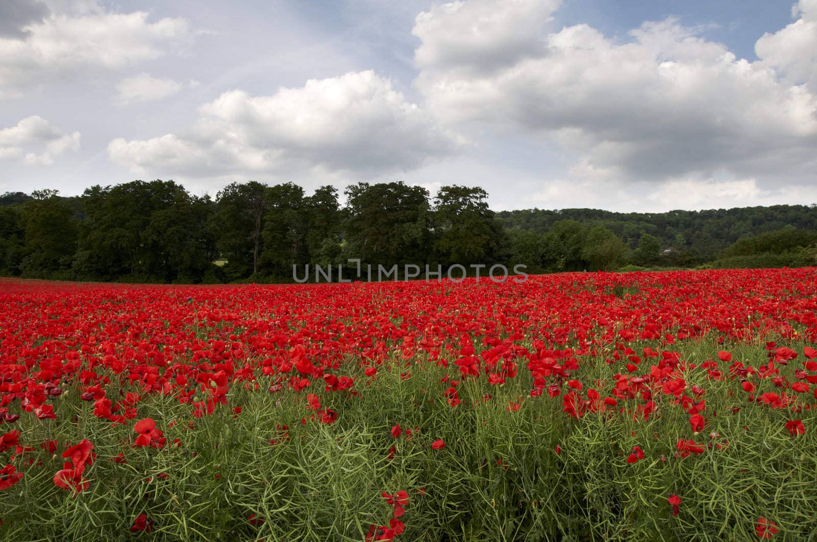 A field of poppies in the Kent countryside