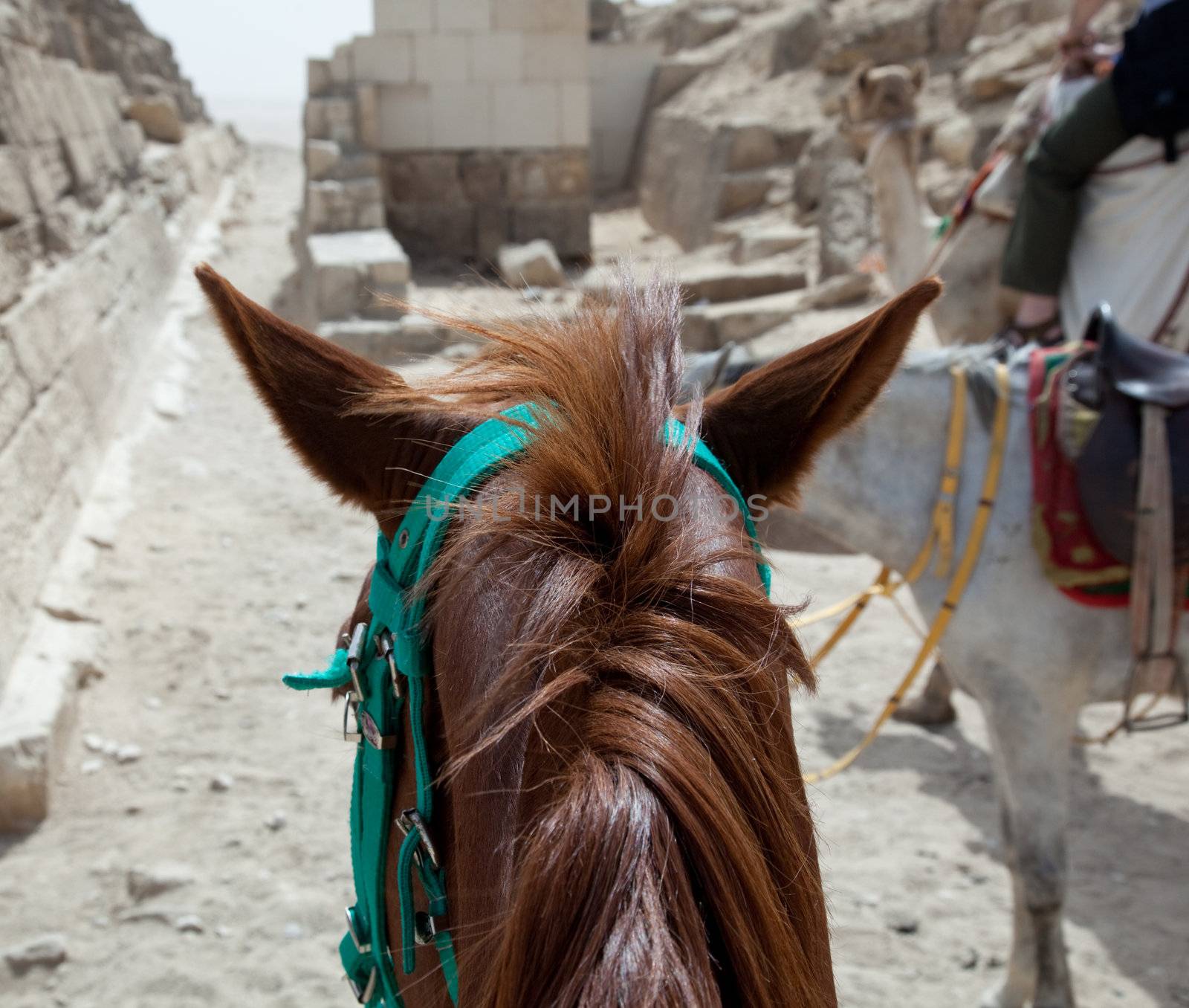 On horse ride by the pyramids in Cairo by steheap