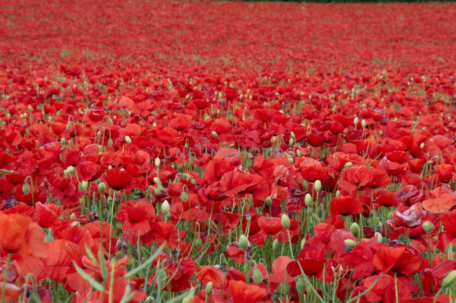 A field of poppies in the Kent countryside