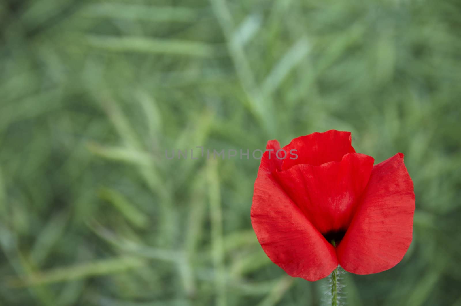 A poppy in a field of green corn