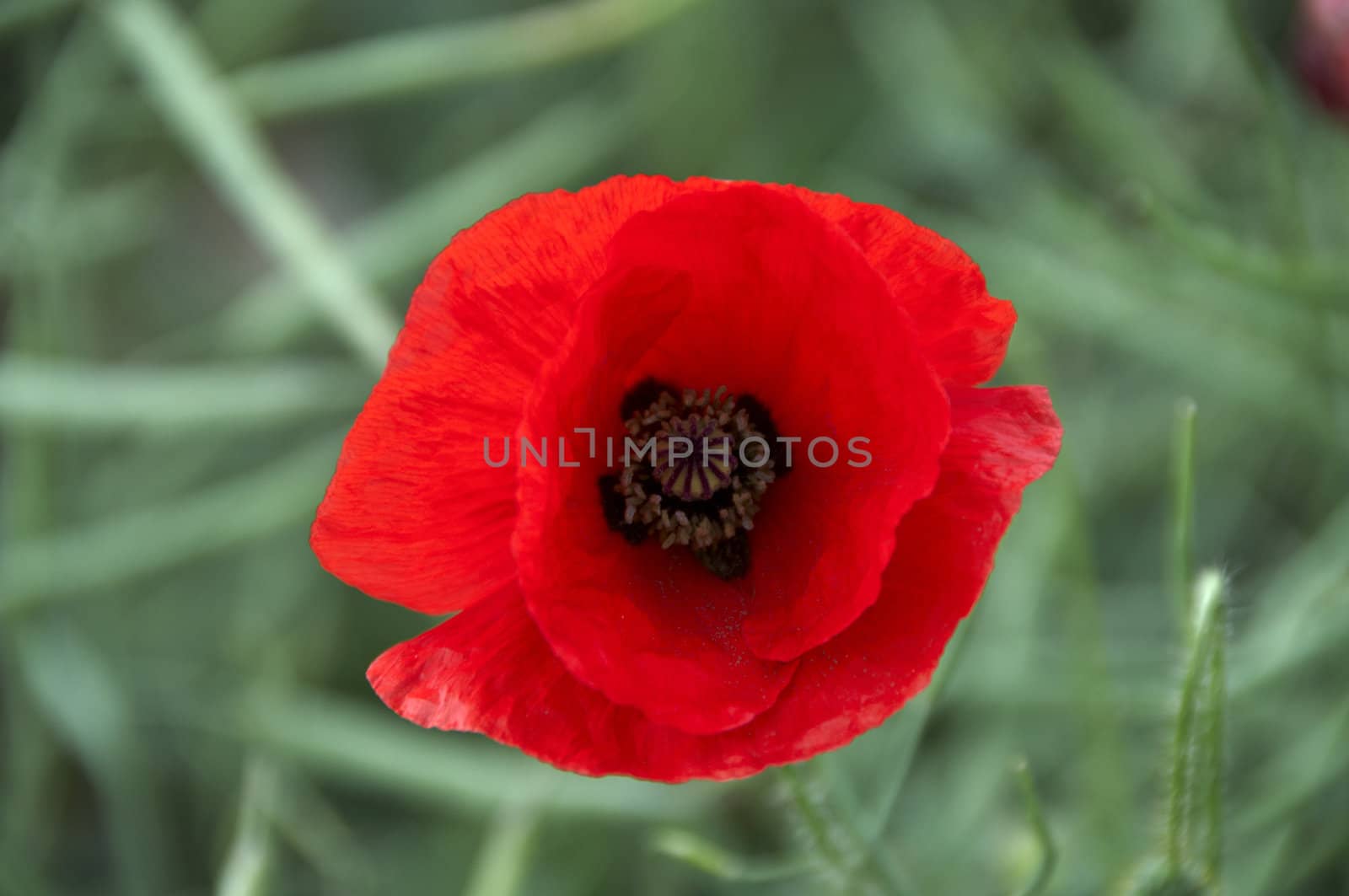 A poppy in a field of green corn