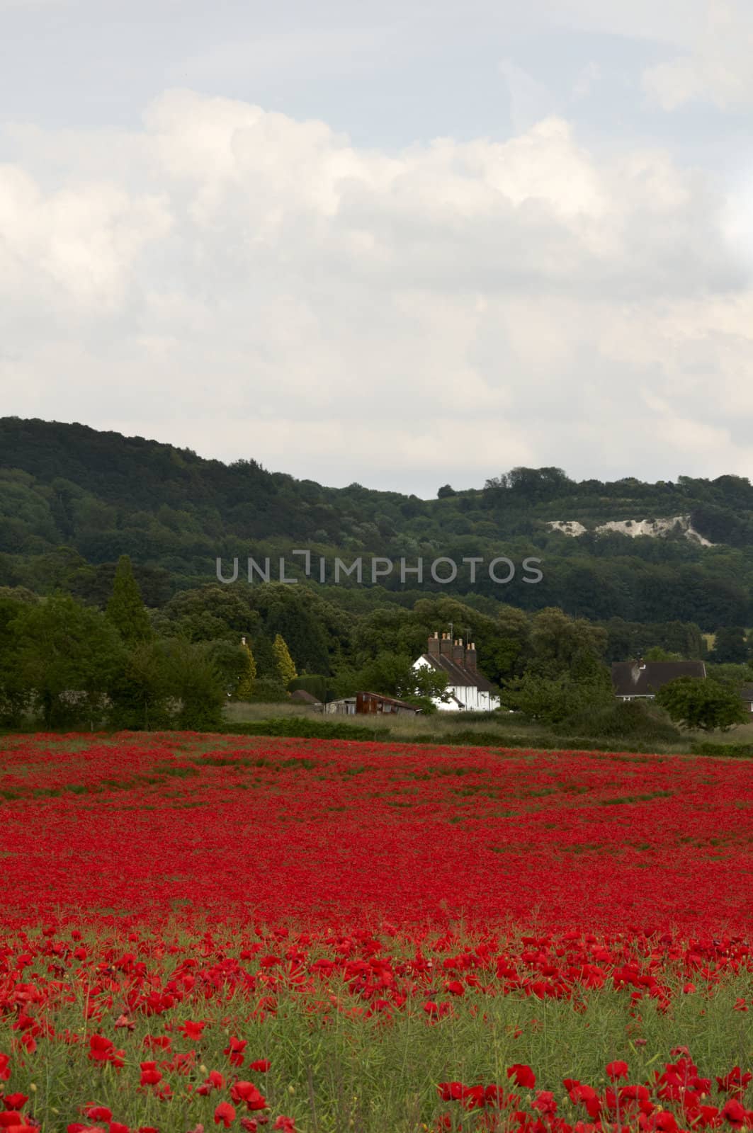 A field of poppies in the Kent countryside