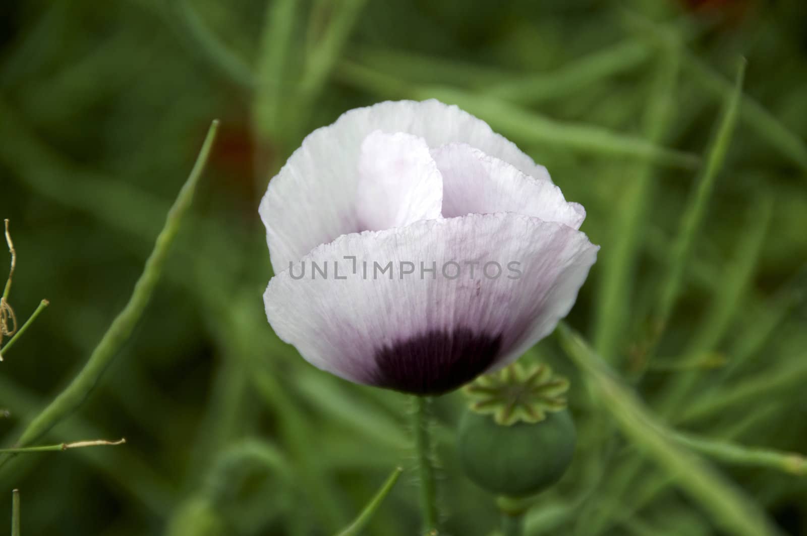 A purple poppy with a green background
