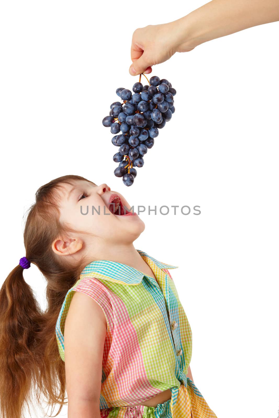 Funny girl catches her mouth ripe grapes from the mother's hands