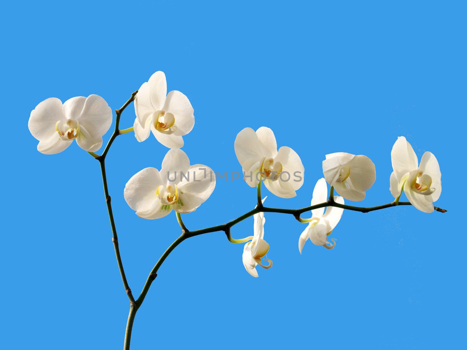 orchid by viviolsen