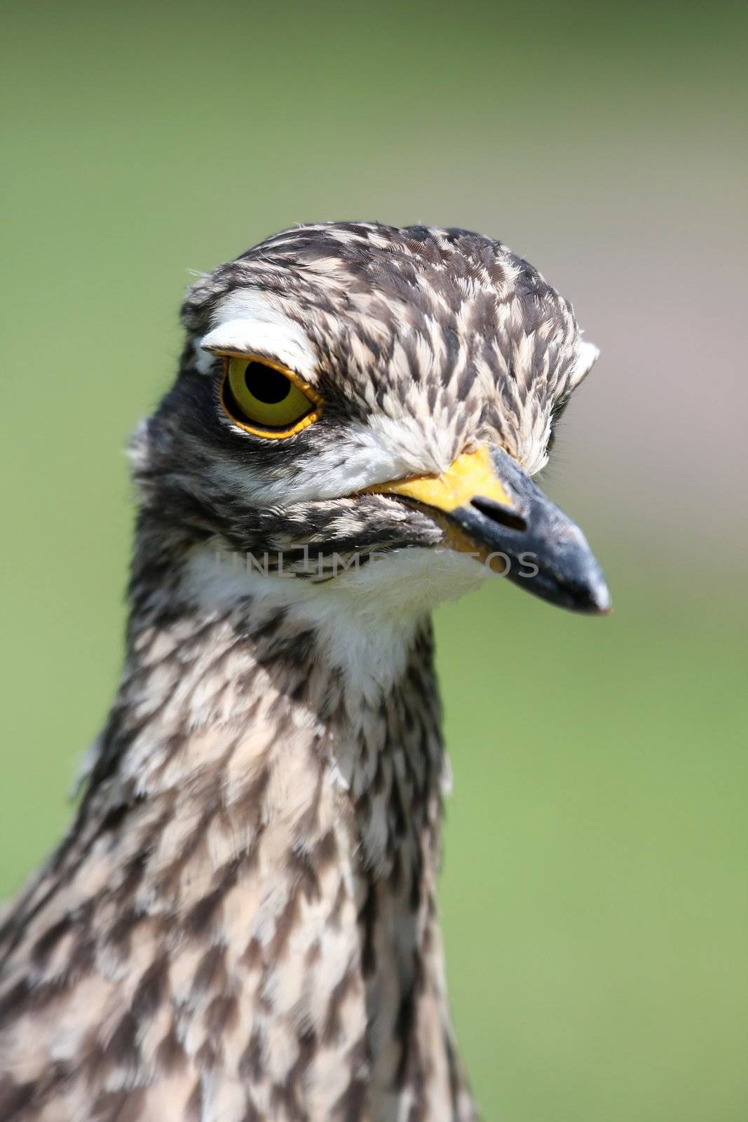 Portrait of a Dikkop or Thick-knee bird