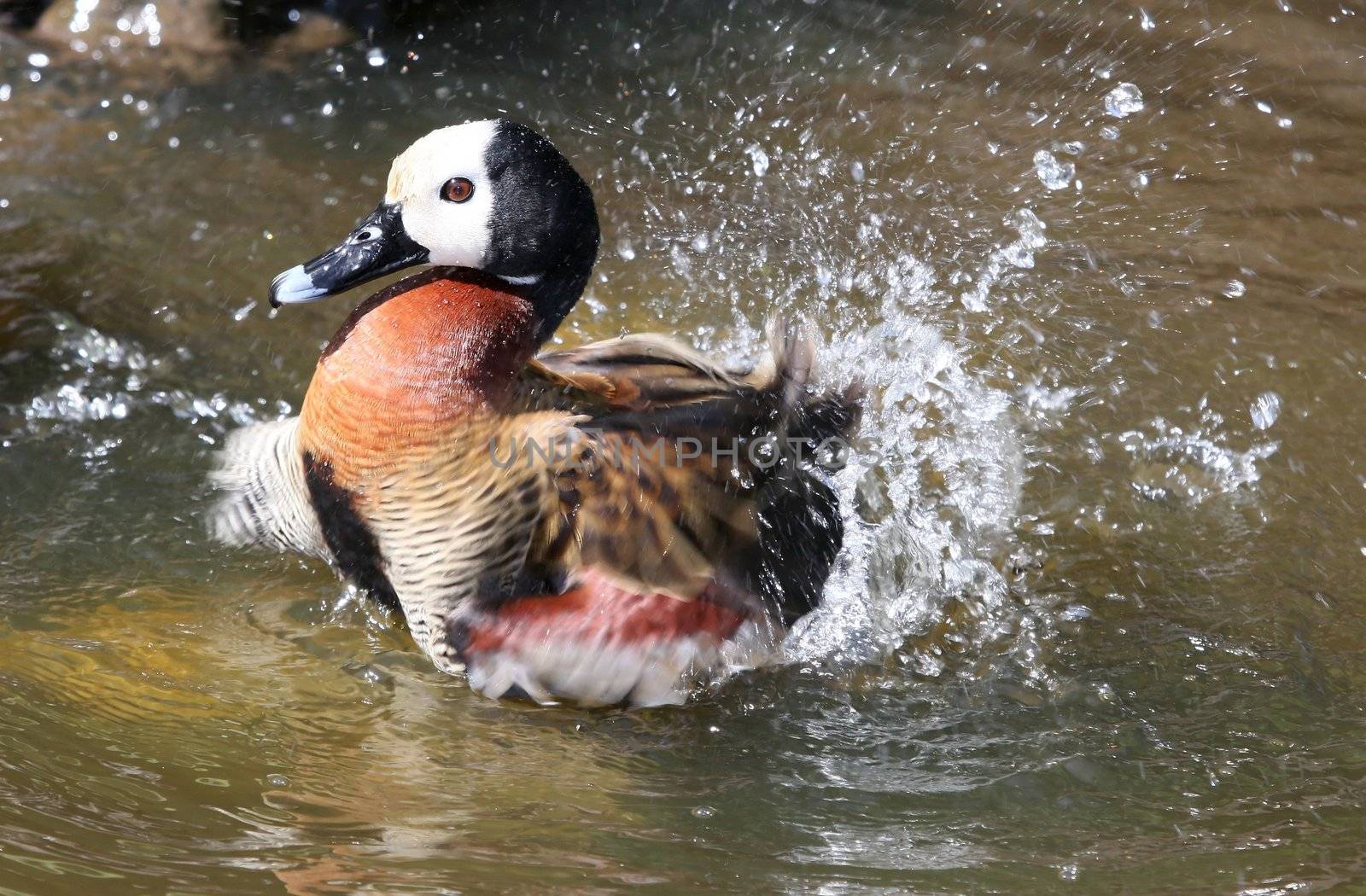 Pretty duck splashing in water to clean itself