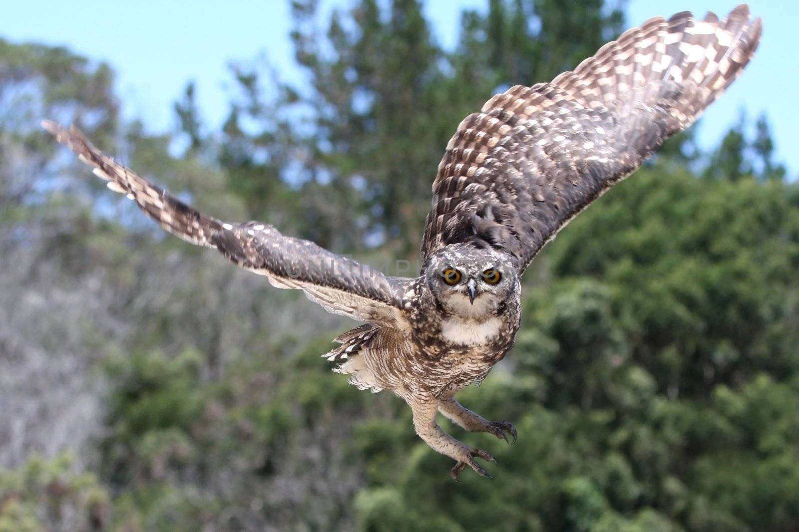 Spotted Eagle Owl raptor coming in to land