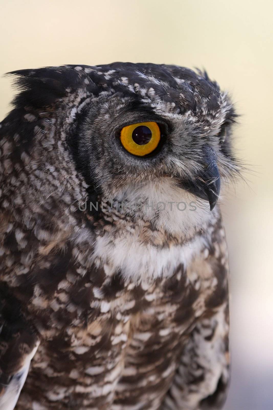 Portrait of a Spotted Eagle Owl with large yellow eyes