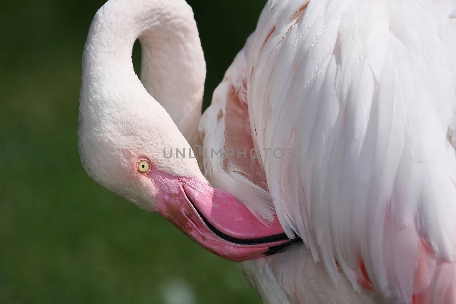 Pretty pink flamingo cleaning it's feathers with it's long pink beak