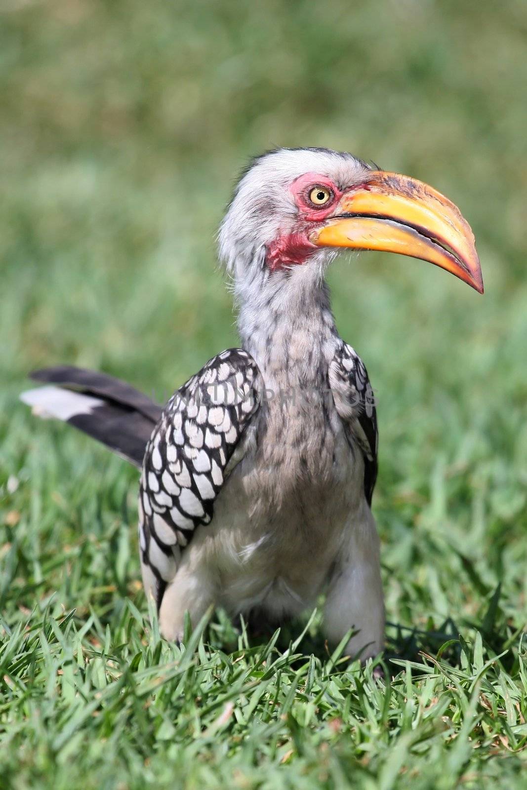 Hornbill bird on green grass looking for food