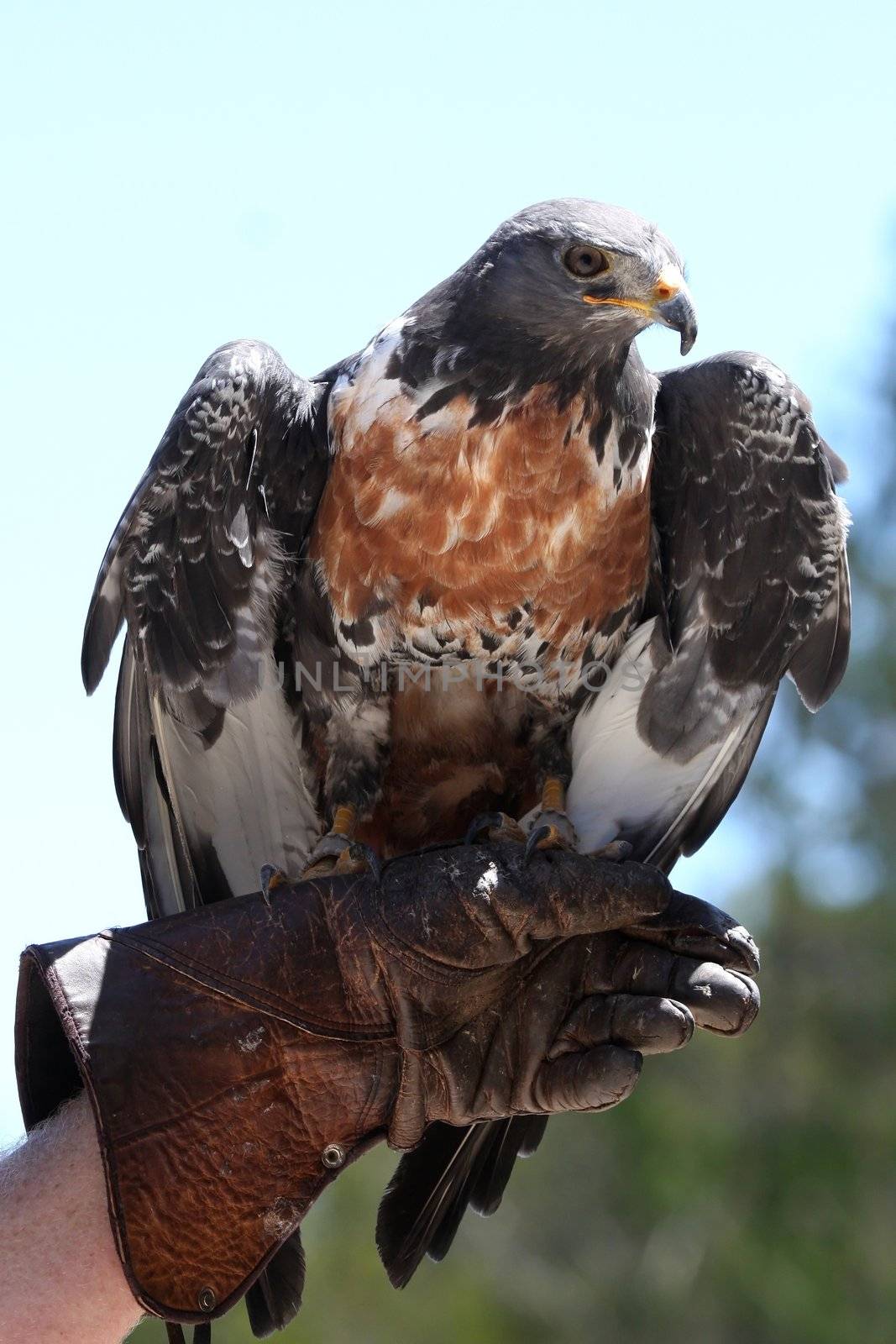 Large Jackal Buzzard bird perched on it's handlers glove