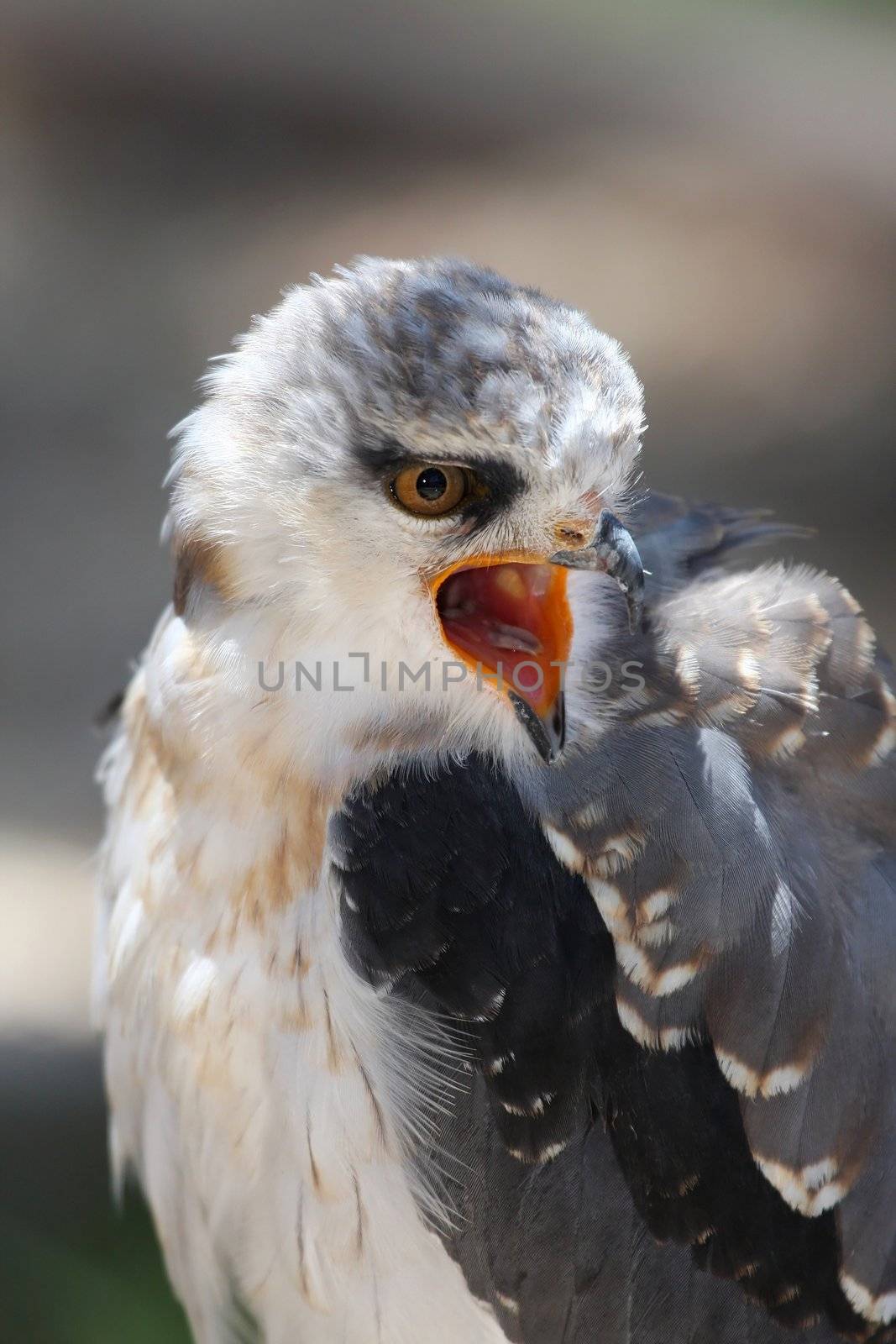 Black-shouldered Kite Bird by fouroaks