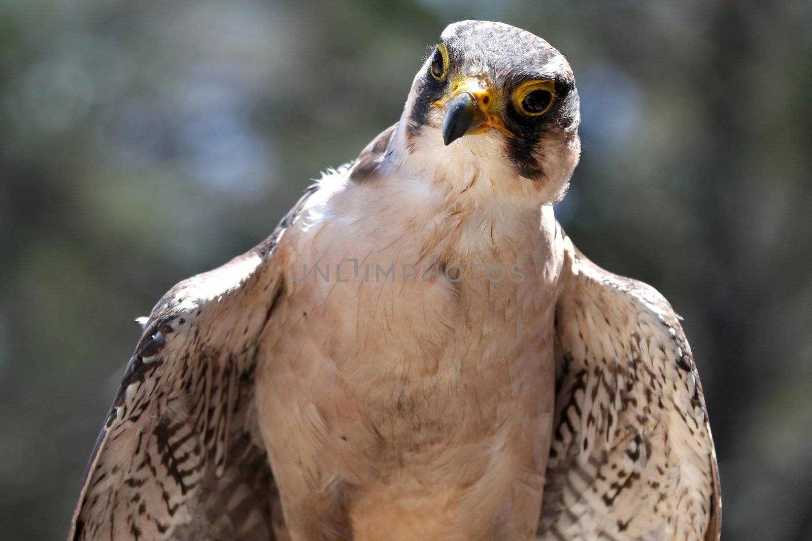 Lanner Falcon bird of prey with intent look