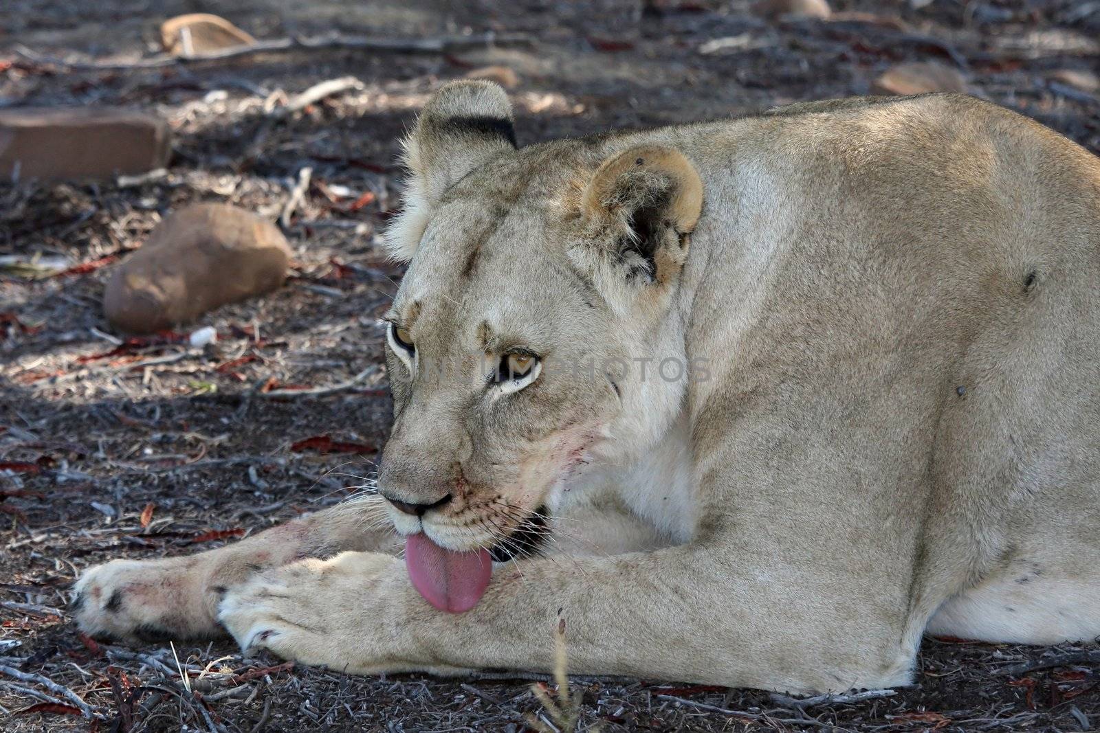 Lioness cleaning her fur with her rough pink tongue